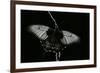 Papilio Lowi (Great Yellow Swallowtail, Asian Swallowtail)-Paul Starosta-Framed Photographic Print