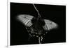 Papilio Lowi (Great Yellow Swallowtail, Asian Swallowtail)-Paul Starosta-Framed Photographic Print