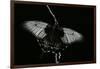 Papilio Lowi (Great Yellow Swallowtail, Asian Swallowtail)-Paul Starosta-Framed Photographic Print