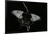 Papilio Lowi (Great Yellow Swallowtail, Asian Swallowtail)-Paul Starosta-Framed Photographic Print