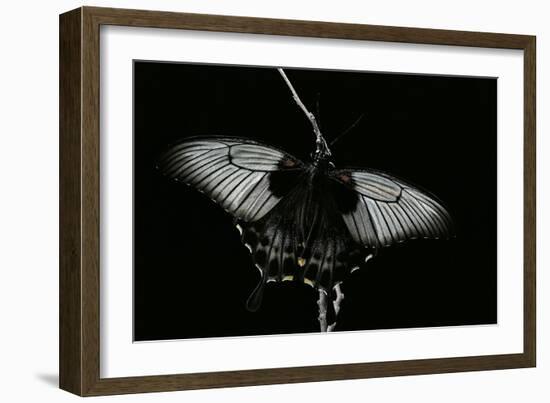 Papilio Lowi (Great Yellow Swallowtail, Asian Swallowtail)-Paul Starosta-Framed Photographic Print