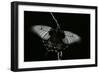 Papilio Lowi (Great Yellow Swallowtail, Asian Swallowtail)-Paul Starosta-Framed Photographic Print