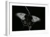 Papilio Lowi (Great Yellow Swallowtail, Asian Swallowtail)-Paul Starosta-Framed Photographic Print