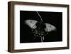 Papilio Lowi (Great Yellow Swallowtail, Asian Swallowtail)-Paul Starosta-Framed Photographic Print