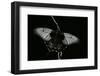 Papilio Lowi (Great Yellow Swallowtail, Asian Swallowtail)-Paul Starosta-Framed Photographic Print