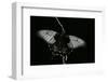 Papilio Lowi (Great Yellow Swallowtail, Asian Swallowtail)-Paul Starosta-Framed Photographic Print