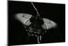 Papilio Lowi (Great Yellow Swallowtail, Asian Swallowtail)-Paul Starosta-Mounted Photographic Print