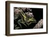 Papilio Machaon (Old World Swallowtail, Common Yellow Swallowtail, Swallowtail)-Paul Starosta-Framed Photographic Print