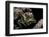 Papilio Machaon (Old World Swallowtail, Common Yellow Swallowtail, Swallowtail)-Paul Starosta-Framed Photographic Print