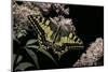 Papilio Machaon (Old World Swallowtail, Common Yellow Swallowtail, Swallowtail)-Paul Starosta-Mounted Photographic Print