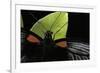 Papilio Memnon (Great Mormon Butterfly) - Detail-Paul Starosta-Framed Photographic Print