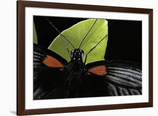 Papilio Memnon (Great Mormon Butterfly) - Detail-Paul Starosta-Framed Photographic Print