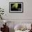 Papilio Memnon (Great Mormon Butterfly) - Detail-Paul Starosta-Framed Photographic Print displayed on a wall