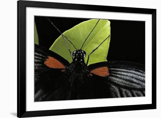 Papilio Memnon (Great Mormon Butterfly) - Detail-Paul Starosta-Framed Photographic Print