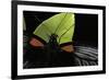 Papilio Memnon (Great Mormon Butterfly) - Detail-Paul Starosta-Framed Photographic Print