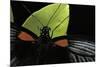 Papilio Memnon (Great Mormon Butterfly) - Detail-Paul Starosta-Mounted Photographic Print