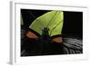 Papilio Memnon (Great Mormon Butterfly) - Detail-Paul Starosta-Framed Photographic Print