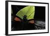 Papilio Memnon (Great Mormon Butterfly) - Detail-Paul Starosta-Framed Photographic Print