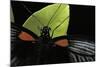 Papilio Memnon (Great Mormon Butterfly) - Detail-Paul Starosta-Mounted Photographic Print