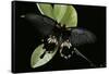 Papilio Memnon (Great Mormon Butterfly)-Paul Starosta-Framed Stretched Canvas