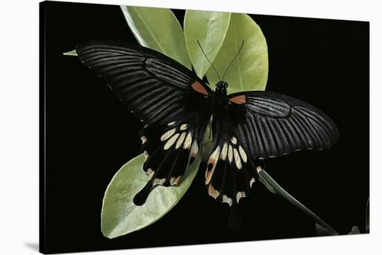 Papilio Memnon (Great Mormon Butterfly)-Paul Starosta-Stretched Canvas