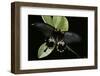 Papilio Memnon (Great Mormon Butterfly)-Paul Starosta-Framed Photographic Print