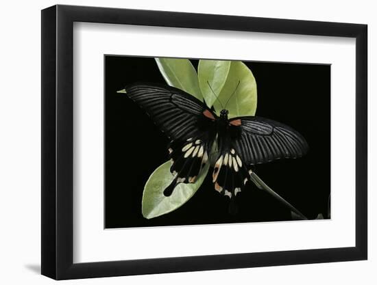 Papilio Memnon (Great Mormon Butterfly)-Paul Starosta-Framed Photographic Print