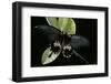 Papilio Memnon (Great Mormon Butterfly)-Paul Starosta-Framed Photographic Print