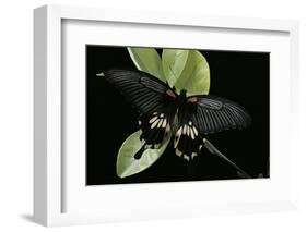 Papilio Memnon (Great Mormon Butterfly)-Paul Starosta-Framed Photographic Print