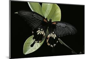 Papilio Memnon (Great Mormon Butterfly)-Paul Starosta-Mounted Photographic Print