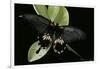 Papilio Memnon (Great Mormon Butterfly)-Paul Starosta-Framed Photographic Print