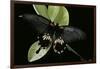 Papilio Memnon (Great Mormon Butterfly)-Paul Starosta-Framed Photographic Print