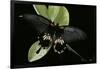 Papilio Memnon (Great Mormon Butterfly)-Paul Starosta-Framed Photographic Print