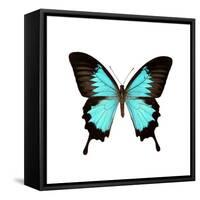 Papilio Montrouzieri Butterfly-Dr. Keith Wheeler-Framed Stretched Canvas