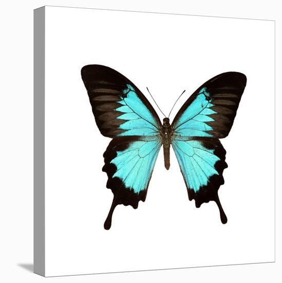 Papilio Montrouzieri Butterfly-Dr. Keith Wheeler-Stretched Canvas