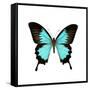 Papilio Montrouzieri Butterfly-Dr. Keith Wheeler-Framed Stretched Canvas