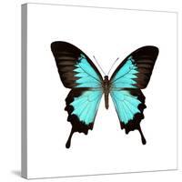 Papilio Montrouzieri Butterfly-Dr. Keith Wheeler-Stretched Canvas