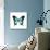 Papilio Montrouzieri Butterfly-Dr. Keith Wheeler-Stretched Canvas displayed on a wall