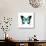 Papilio Montrouzieri Butterfly-Dr. Keith Wheeler-Stretched Canvas displayed on a wall
