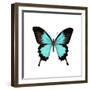 Papilio Montrouzieri Butterfly-Dr. Keith Wheeler-Framed Premium Photographic Print