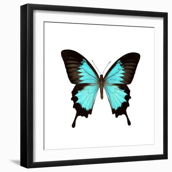 Papilio Montrouzieri Butterfly-Dr. Keith Wheeler-Framed Premium Photographic Print