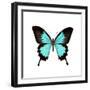 Papilio Montrouzieri Butterfly-Dr. Keith Wheeler-Framed Premium Photographic Print