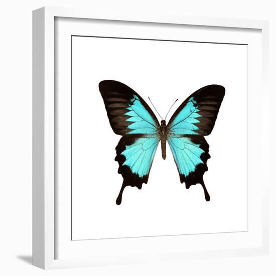 Papilio Montrouzieri Butterfly-Dr. Keith Wheeler-Framed Premium Photographic Print