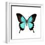 Papilio Montrouzieri Butterfly-Dr. Keith Wheeler-Framed Premium Photographic Print