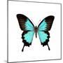 Papilio Montrouzieri Butterfly-Dr. Keith Wheeler-Mounted Premium Photographic Print
