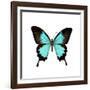 Papilio Montrouzieri Butterfly-Dr. Keith Wheeler-Framed Photographic Print