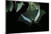 Papilio Palinurus (Emerald Swallowtail, Banded Peacock)-Paul Starosta-Mounted Photographic Print