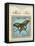 Papilio Paris-Gregory Gorham-Framed Stretched Canvas