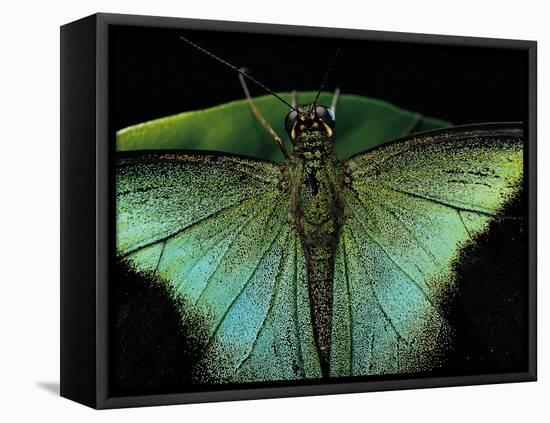 Papilio Peranthus (Peranthus Peacock) - Detail-Paul Starosta-Framed Stretched Canvas