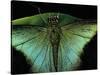 Papilio Peranthus (Peranthus Peacock) - Detail-Paul Starosta-Stretched Canvas